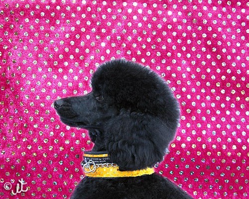 Collier Anti Casse de Poil - Tissu rembourré protecteur - Petdesign.fr Endemik Sas Vie Quotidienne pour chien en France, produit de haute qualité