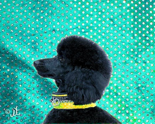 Collier Anti Casse de Poil - Tissu rembourré protecteur - Petdesign.fr Endemik Sas Vie Quotidienne pour chien en France, produit de haute qualité