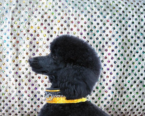 Collier Anti Casse de Poil - Tissu rembourré protecteur - Petdesign.fr Endemik Sas Vie Quotidienne pour chien en France, produit de haute qualité