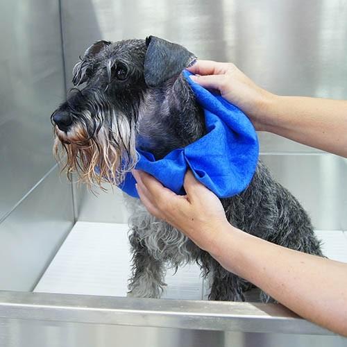 Serviette Ultra Absorbante pour séchage Rapide Toilettage - Petdesign.fr Setter Bakio S.L. Toilettage pour chien en France, produit de haute qualité