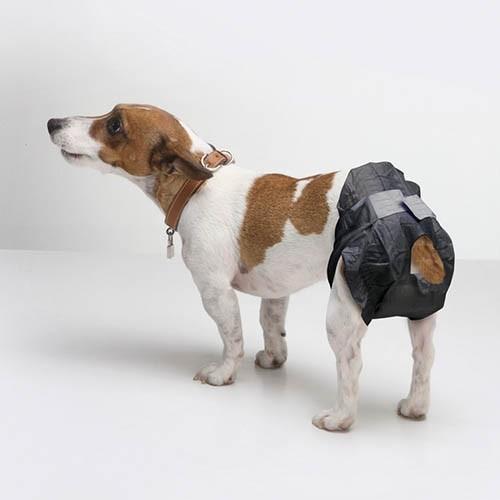 Chien Nappies. Size 1 - 32-42cm - Noir (12 Un.) - Petdesign.fr Setter Bakio S.L. T.3 Vie Quotidienne pour chien en France, produit de haute qualité