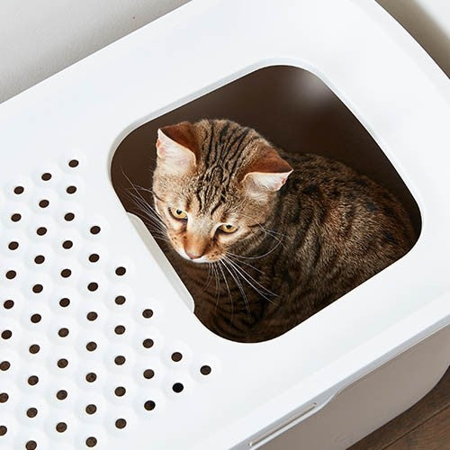 Hop In Top Entrance Chatiere - Petdesign.fr Setter Bakio S.L. 100% CHATS pour chien en France, produit de haute qualité