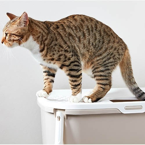 Hop In Top Entrance Chatiere - Petdesign.fr Setter Bakio S.L. 100% CHATS pour chien en France, produit de haute qualité