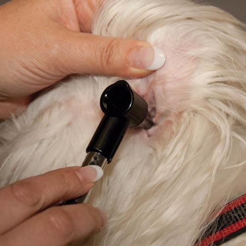 Mini Otoscope ou Penlight - Petdesign.fr Setter Bakio S.L. Vie Quotidienne pour chien en France, produit de haute qualité
