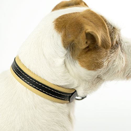 #N/A - Petdesign.fr Setter Bakio S.L. Produits Iba pour chien en France, produit de haute qualité