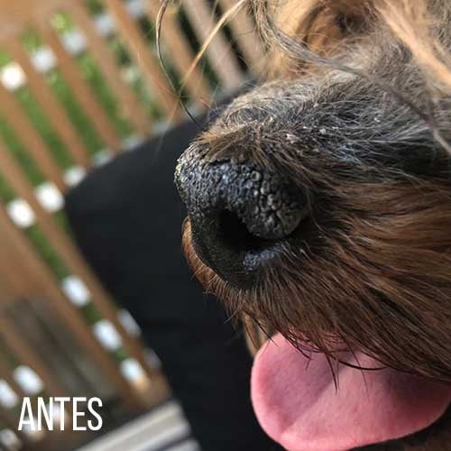 KW CIRE PATTES ET LA PEAU 100G - Petdesign.fr Setter Bakio S.L. Produits Iba pour chien en France, produit de haute qualité