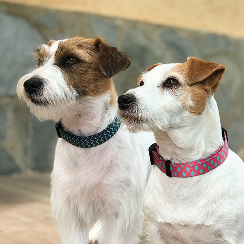 FANTASY MINT-ROSE XS COLS - Petdesign.fr Setter Bakio S.L. Produits Iba pour chien en France, produit de haute qualité