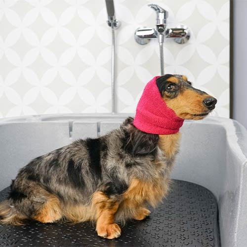Snood une protection contre les secouements des oreilles pour chien