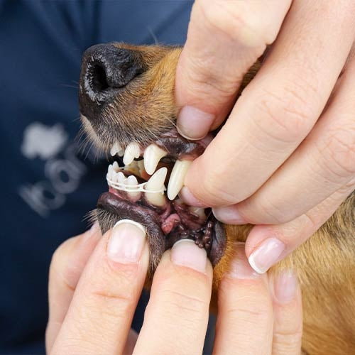 Elastique pour correction du positionnement des dents
