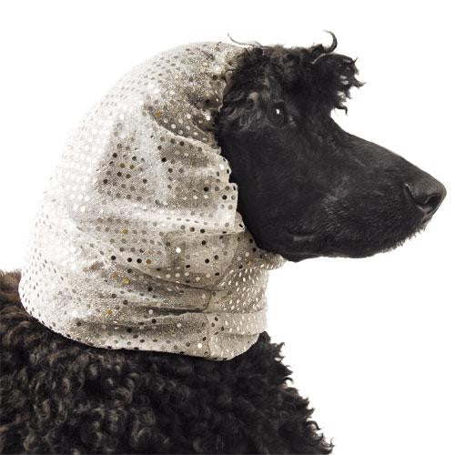 Snood Ear Protection - Isole du bruit et Calme pendant toilettage - Petdesign.fr Setter Bakio S.L. Toilettage pour chien en France, produit de haute qualité